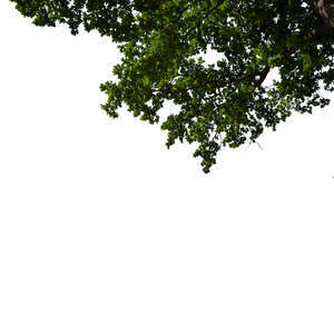 cut out branch of an oak tree