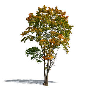 cut out young maple tree in autumn