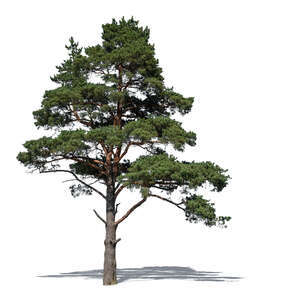 pine tree in sunlight