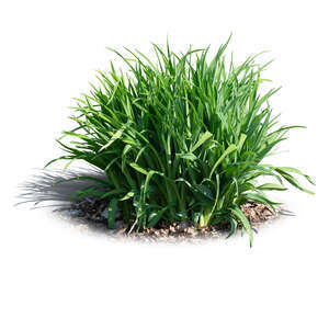 cut out tuft of green ornamental grass