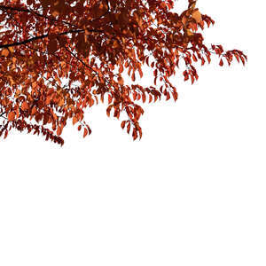 cut out tree branch with red leaves