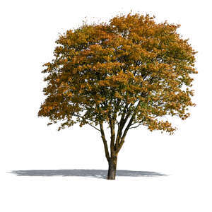 cut out medium size maple tree in autumn