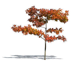 small maple tree with red leaves