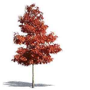 cut out medium tree with red leaves