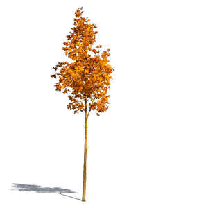 small maple tree with orange leaves