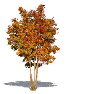 medium size maple tree in autumn