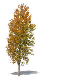 linden tree with orange leaves