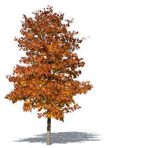 maple tree with red autumn leaves