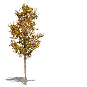 small linden tree with yellow leaves