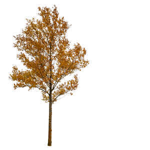 cut out deciduous tree in autumn