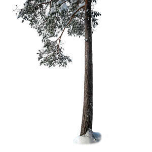 cut out trunk and branch of a snowy pine tree in winter