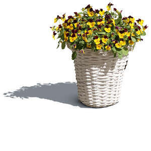 cut out blooming pansy in a white pot