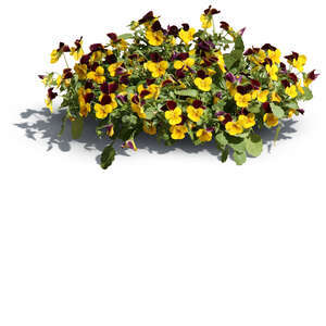 cut out blooming garden pansy