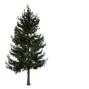 cut out regular tall spruce tree in ambient light