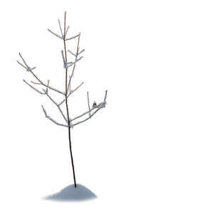 small bare tree in winter with snow