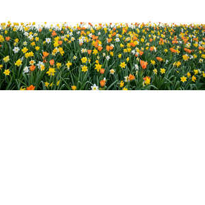 large foreground flowerbed of blooming daffodils and tulips