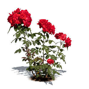 cut out blooming red garden rose