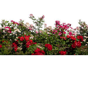 cut out foreground flowerbed of blooming roses