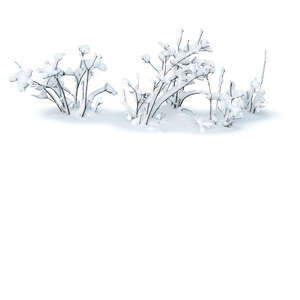 cut out small bush in winter covered with snow