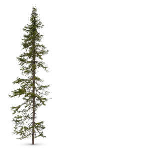 cut out European spruce