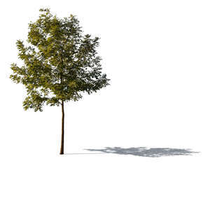 cut out sidelit small ash tree