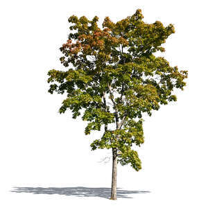 cut out maple tree in early autumn