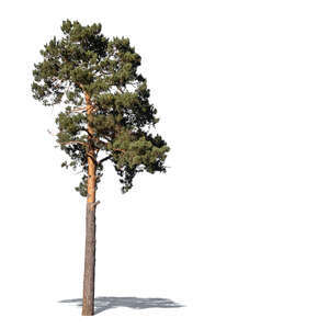 cut out beautiful tall pine tree