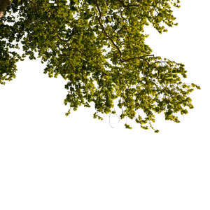 cut out branch of a maple tree