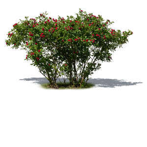 cut out blooming red rose bush