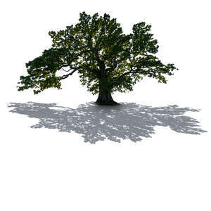 backlit epic oak tree
