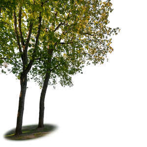 two backlit  foreground maple trees in early autumn