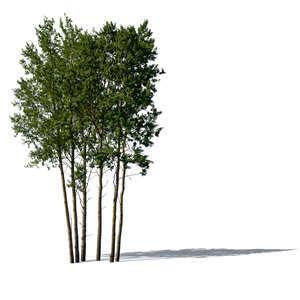 cut out group of aspen trees