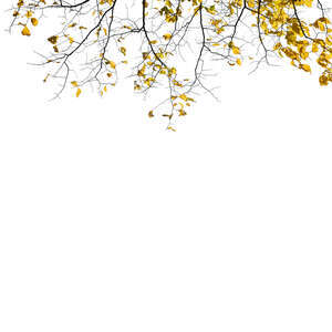 foreground minimalistic branch with some yellow leaves