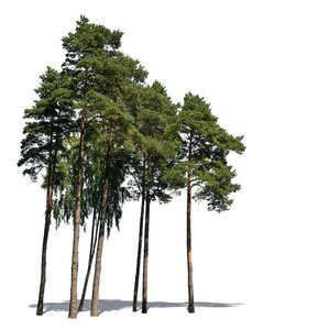 group of tall pine trees