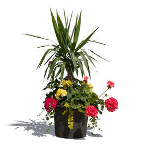 plant composition with flowers in a pot