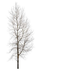 deciduous tree without leaves in winter