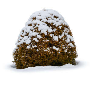 thuja bush covered with snow