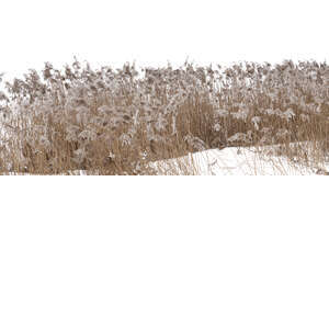 foreground tall grass in winter covered with some snow