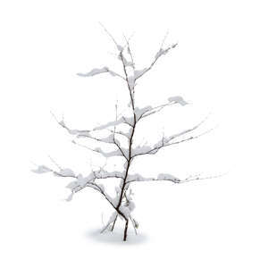 small tree with snow in winter