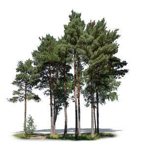 group of pine trees