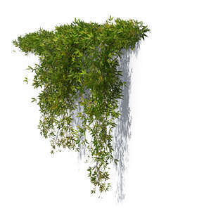 rendering of a bush of hanging vine