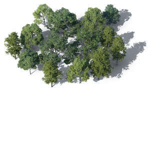 rendering of a group of trees seen from higher angle