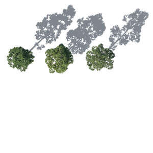 three rendered pine trees seen from above