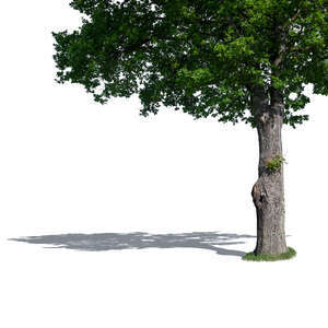 trunk and foreground branches of an oak