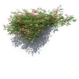 rendering of hanging vine Campsis grandiflora