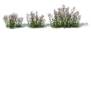rendered image of a row of blooming tatarian asters