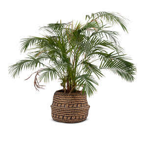 cut out potted small palm tree