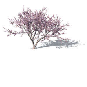 rendering of a blooming flowering almond tree