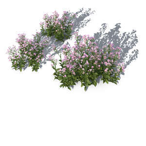 rendering of a group of blooming tatarian asters seen from above