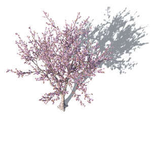 rendered top view of prunus triloba